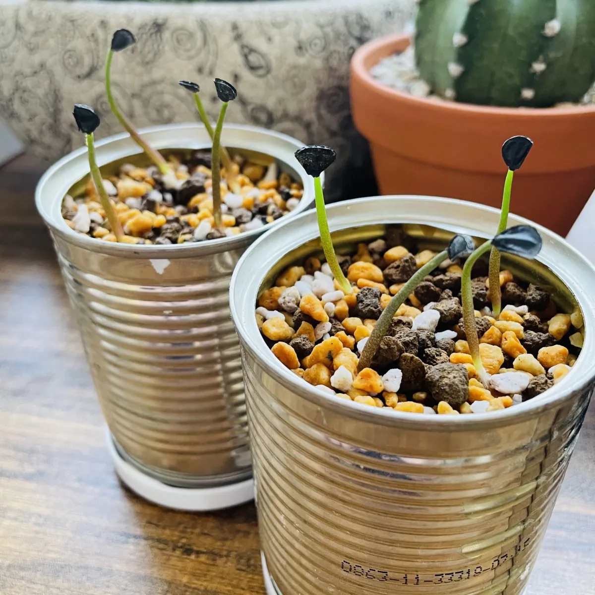 Agave seemanniana (アガベ シーマニアナ)