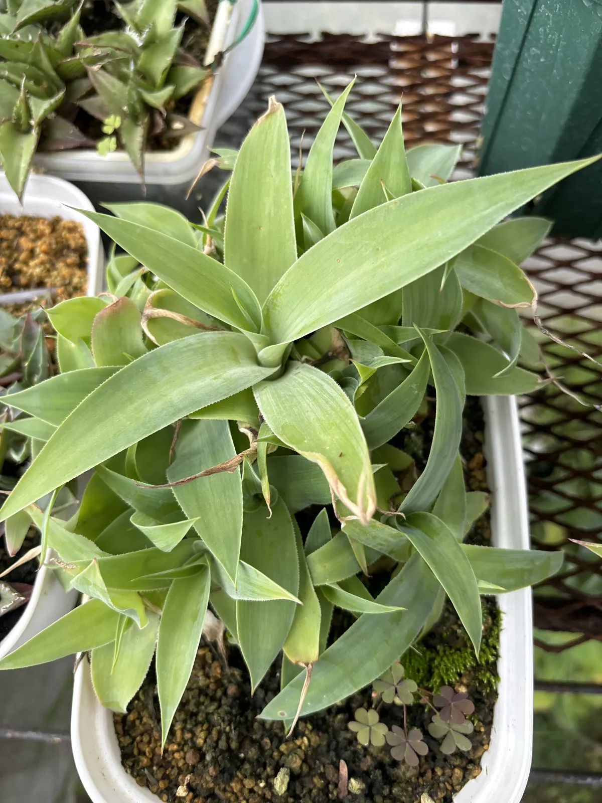 Agave attenuata (アガベ アテナータ 初緑)
