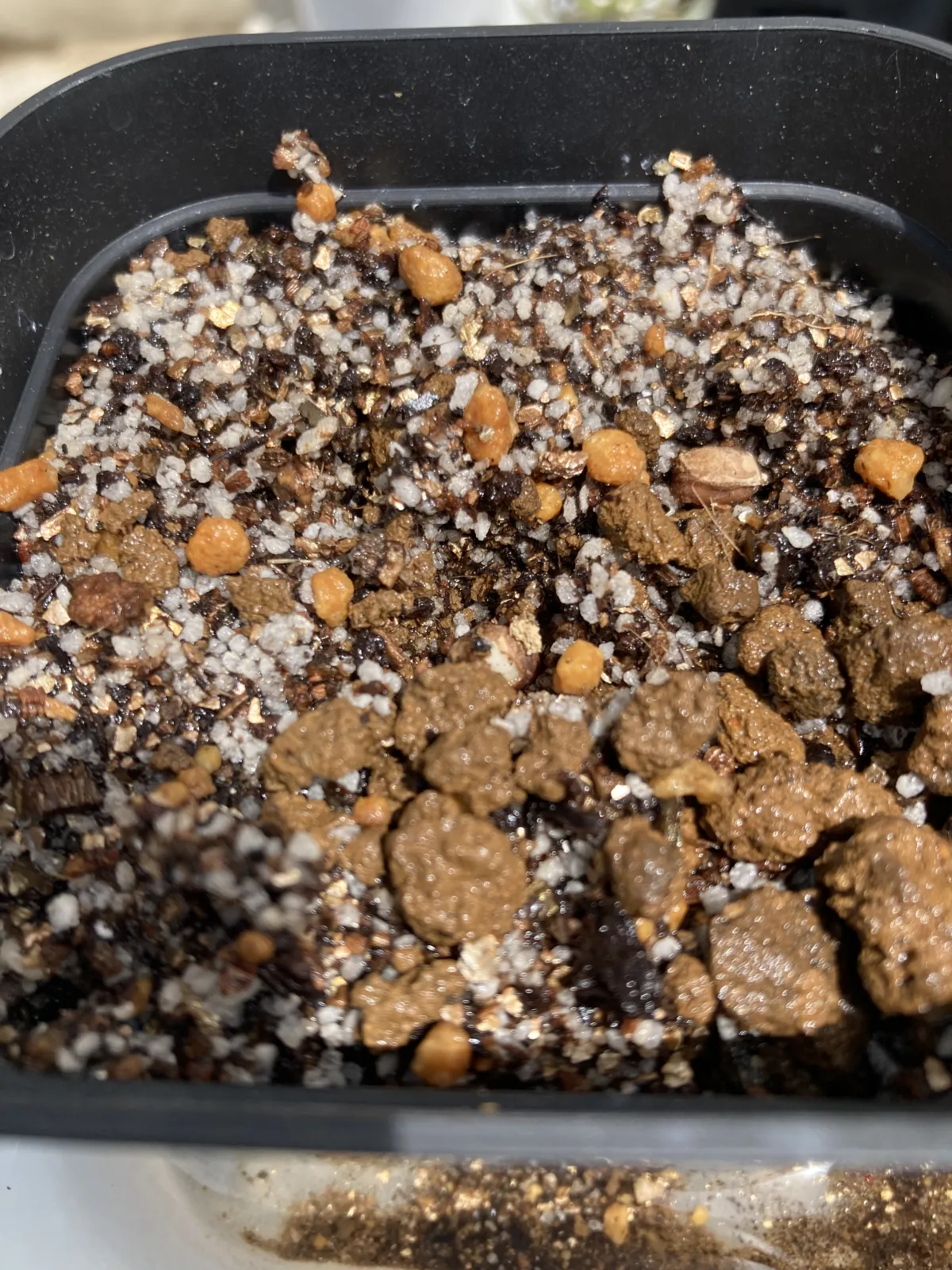 Cyphostemma woodii (キフォステンマ ウッディ)