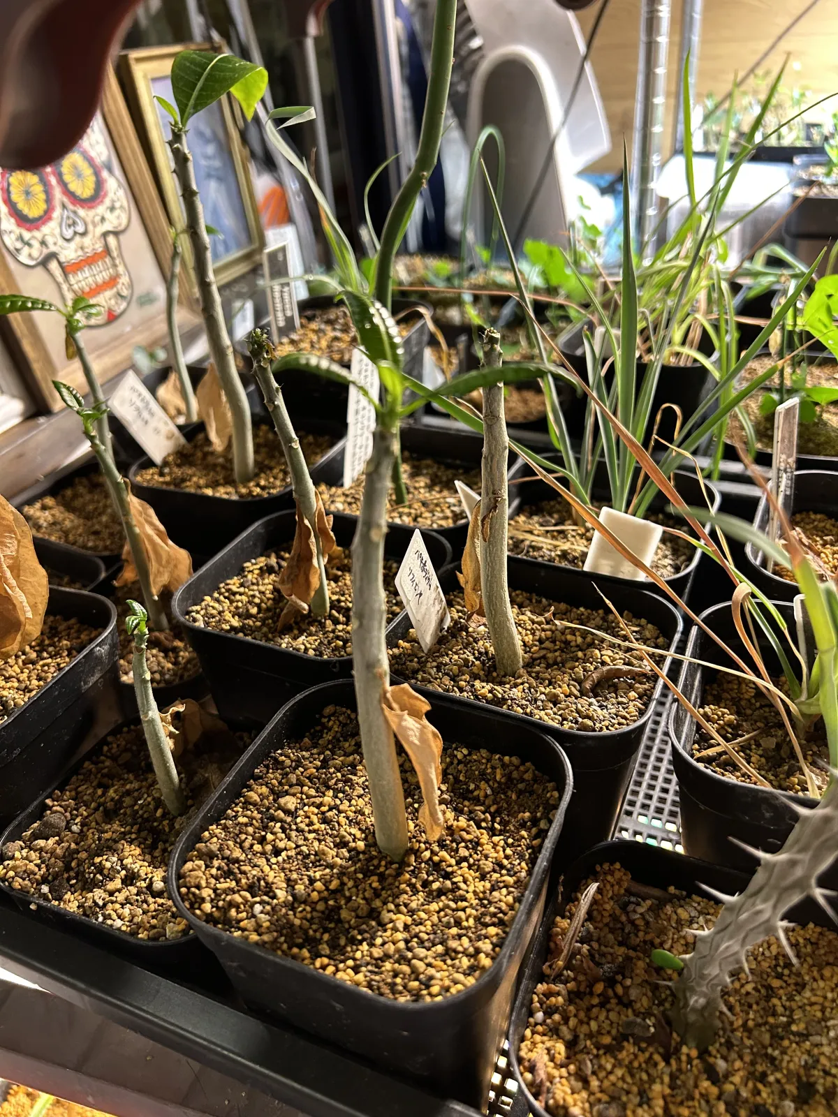 Pachypodium sofiense (パキポディウム ソフィエンセ)