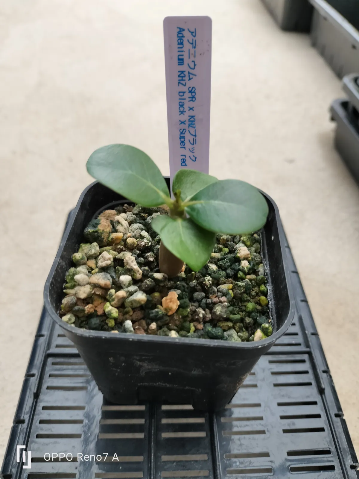 Adenium obesum Super Red (アデニウムブラック)