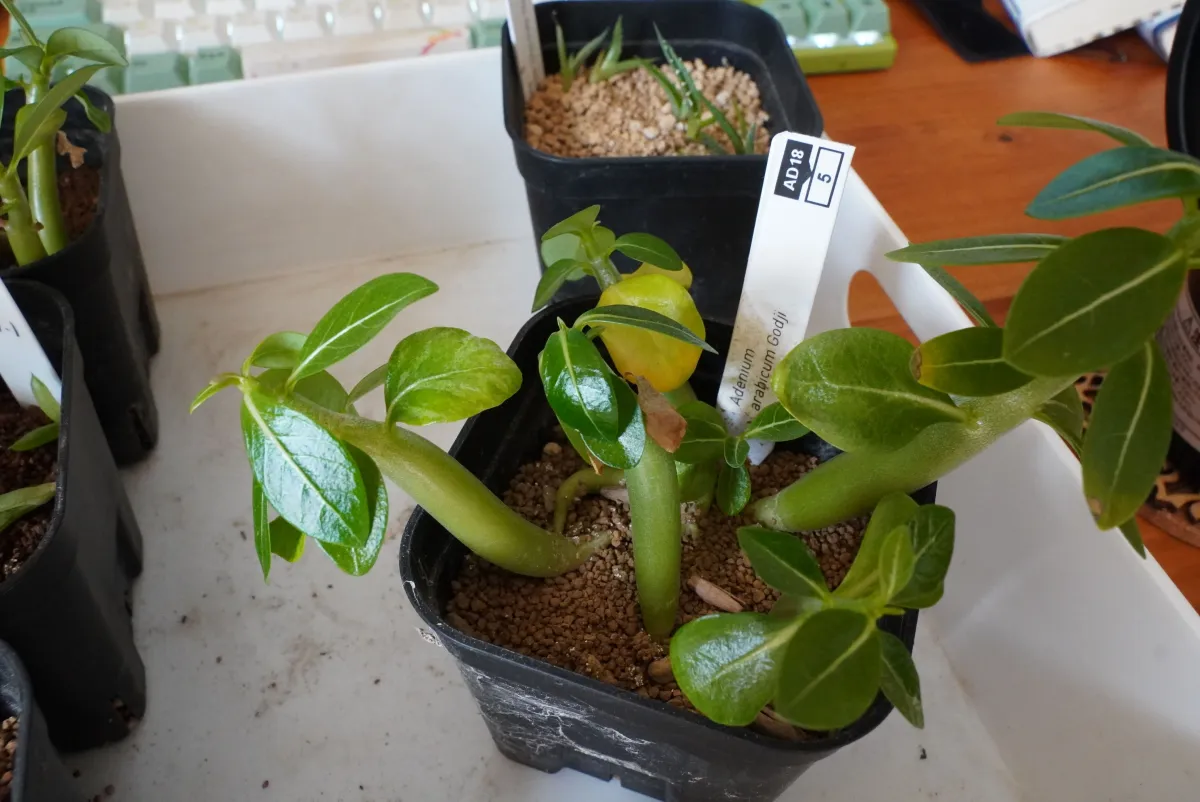 Adenium arabicum (アデニウム アラビカムゴッジ)