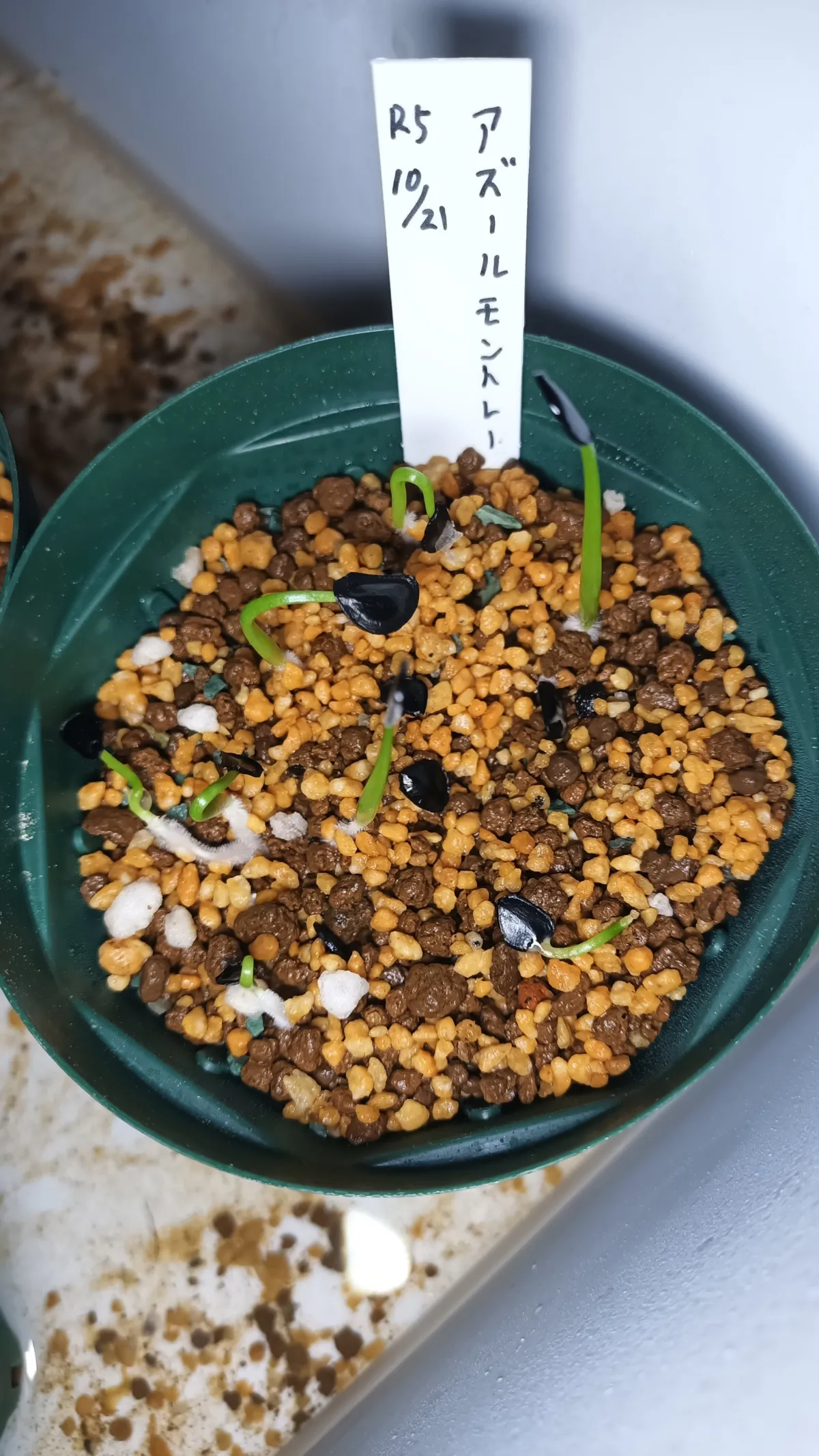 Agave Agave sp 'Azul Monterrey' (アガベ アズールモントレー)