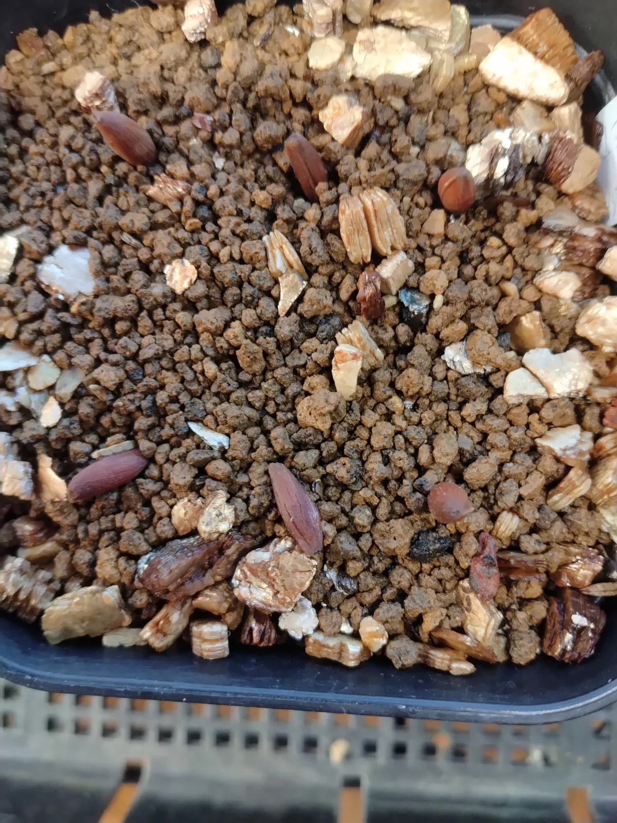 Adenium arabicum 'Godji x ET' (アデニウム ゴッジ x ET)