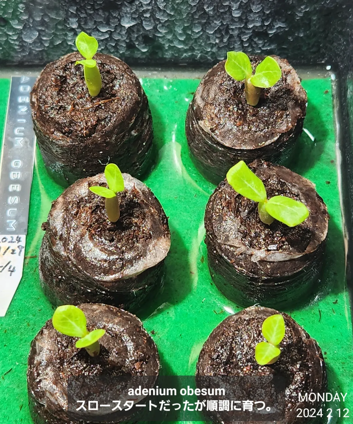 Adenium obesum (アデニウム オベスム)