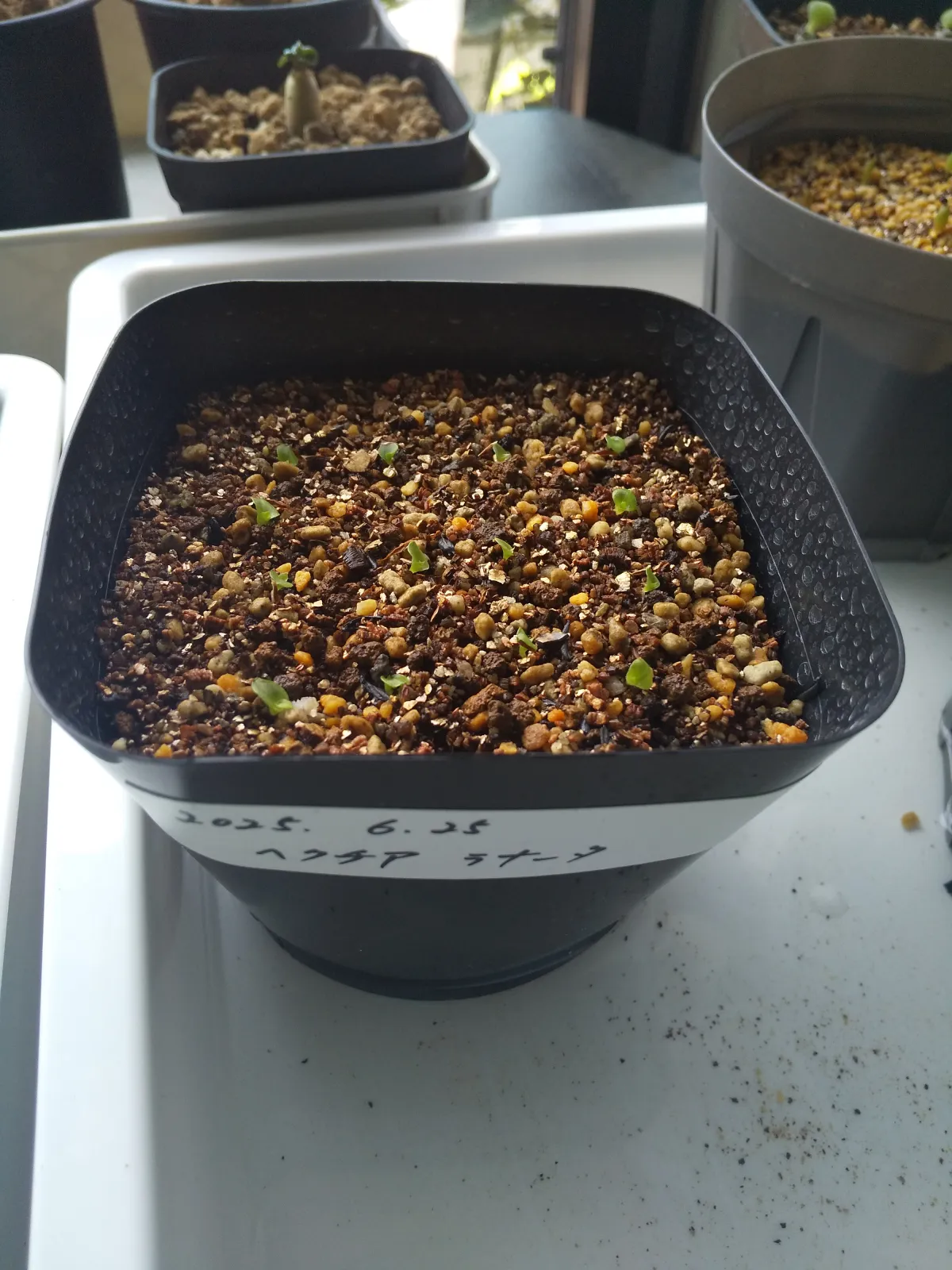 Hechtia lanata (ヘクチア ラナータ)