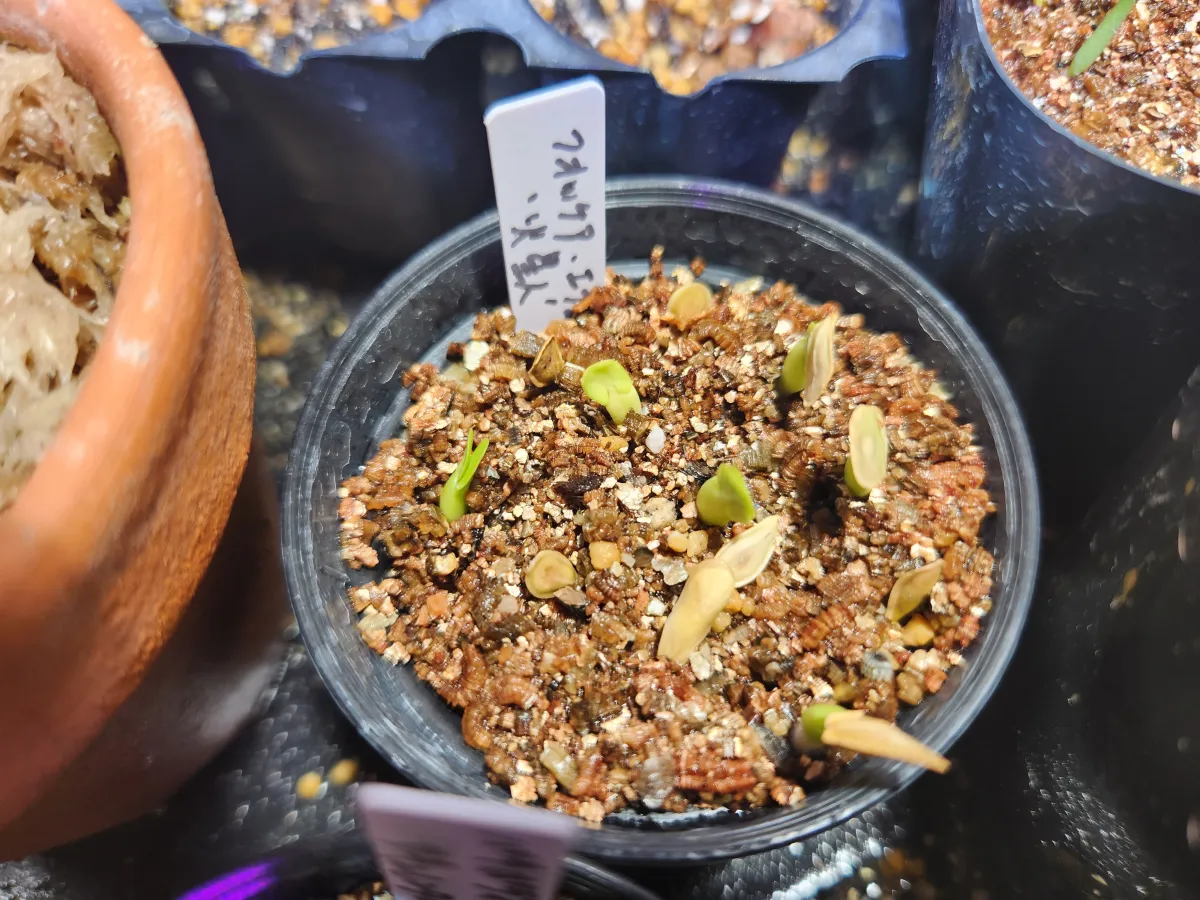 Fockea edulis (フォッケア 火星人)