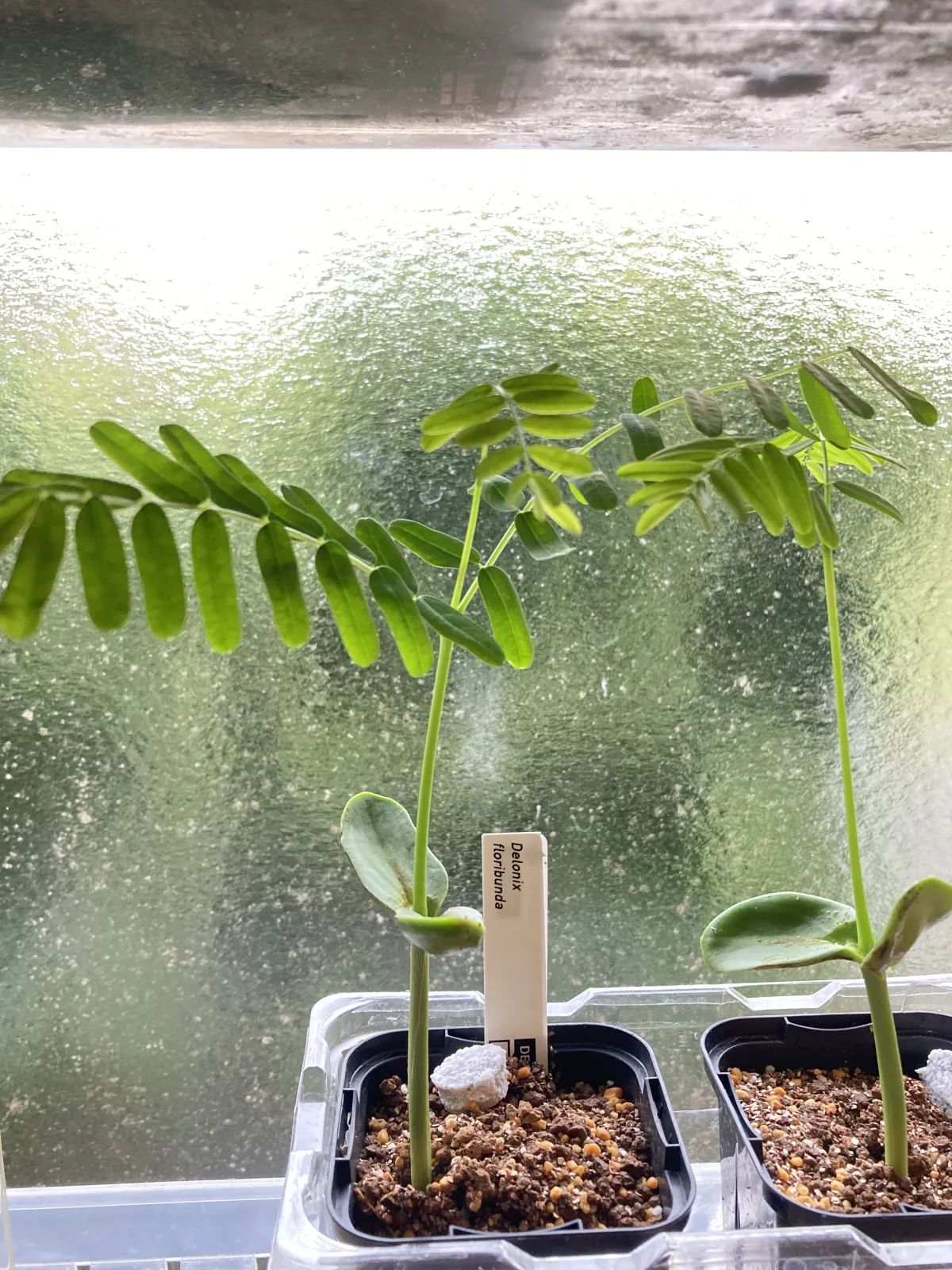 Delonix floribunda (デロニクス フロリブンダ（フロリバンダ）)