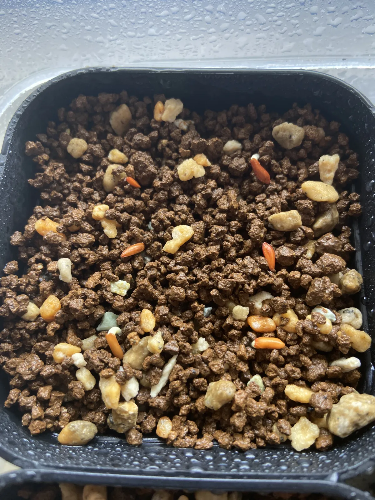 Pachypodium rosulatum var. gracilius (パキポディウム グラキリス)