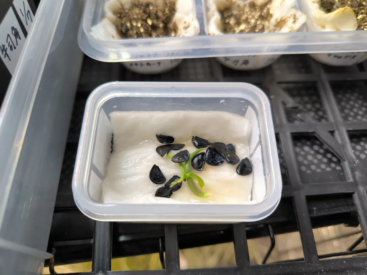 Agave asperrima subsp. potosiensis (アガベ ポトアスペリーマ ポトシエンシス)