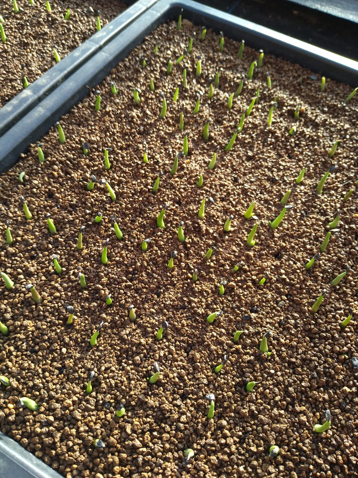 Agave pintilla (アガベ ピンティラ)