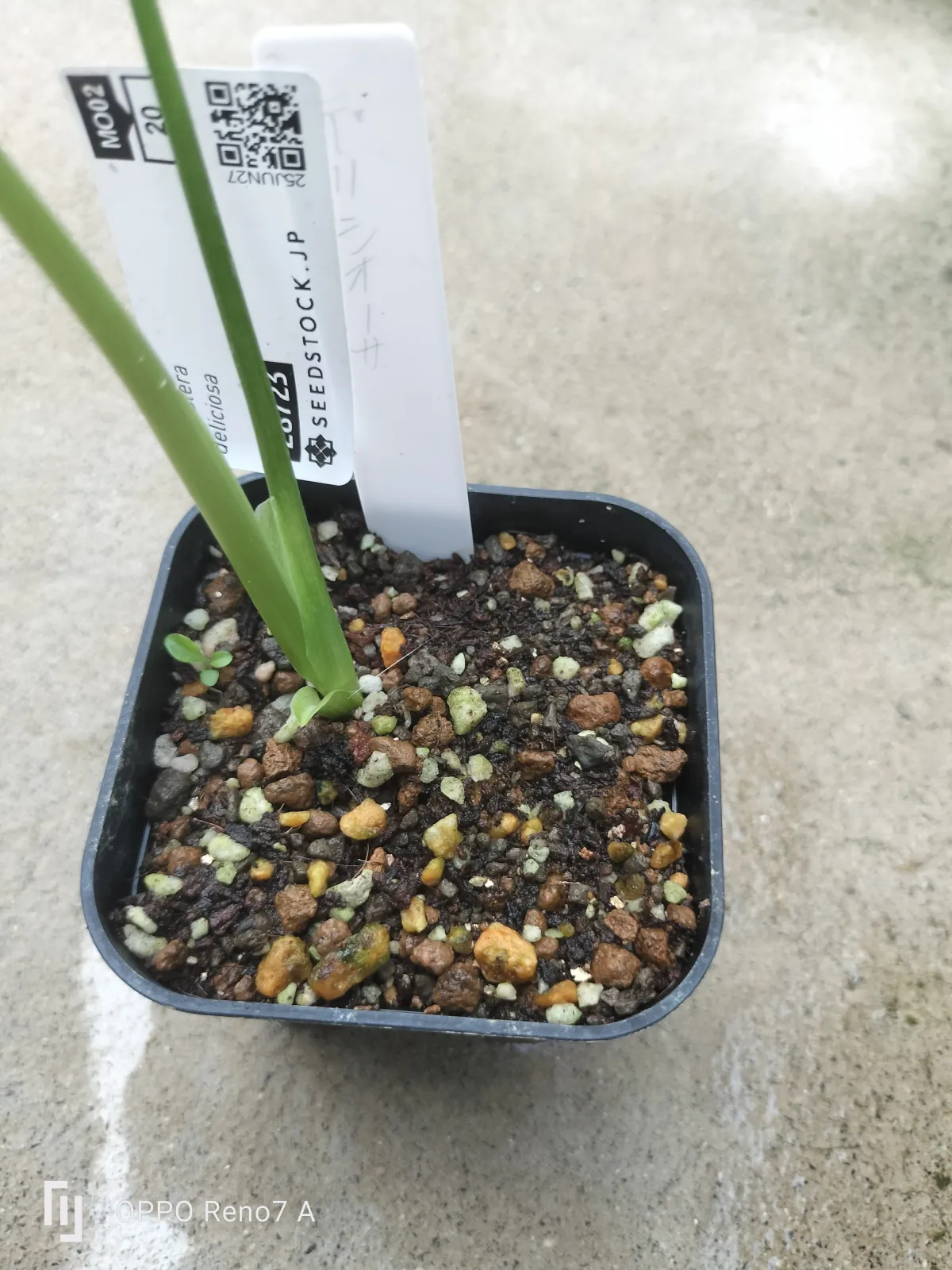 Monstera deliciosa (モンステラ デリシオーサ)