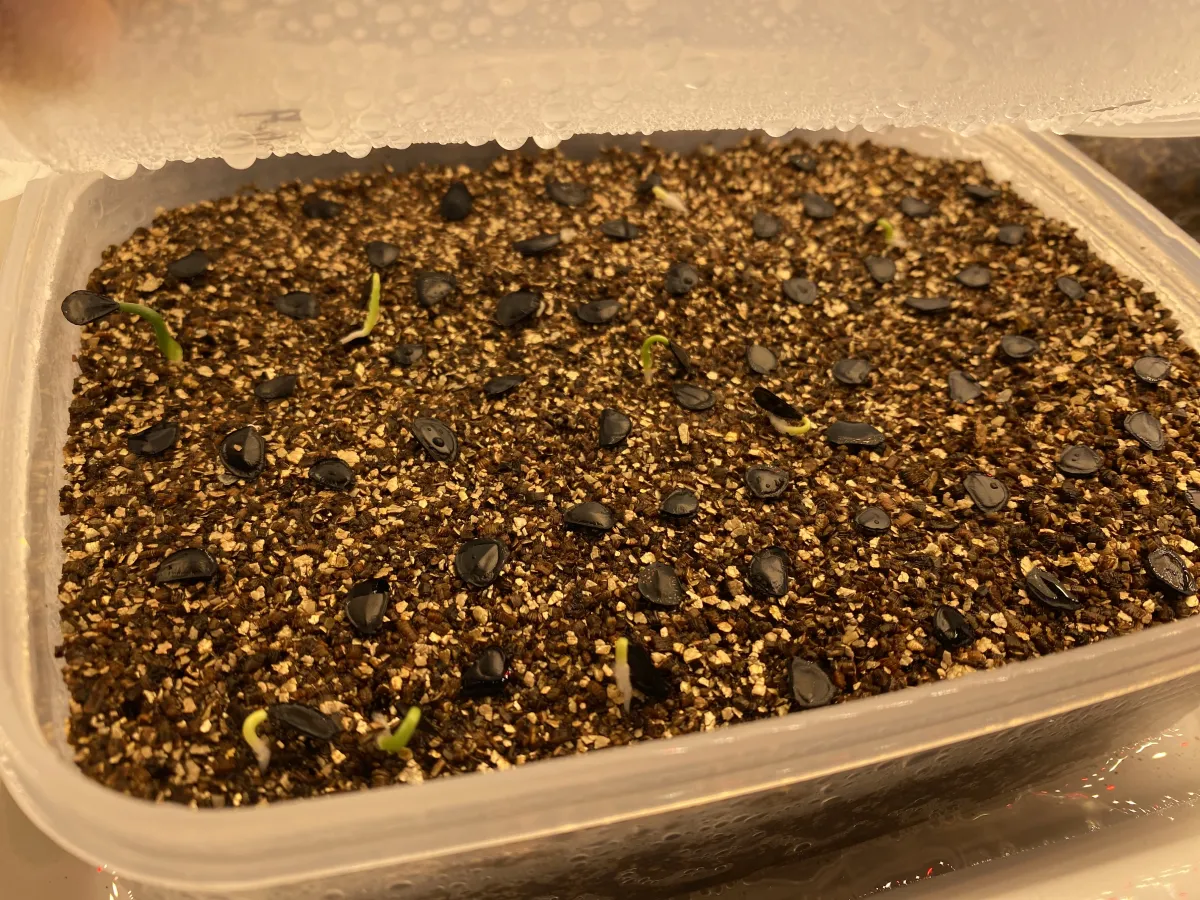 Agave parryi var. truncata (アガベ パリー トランカータ)