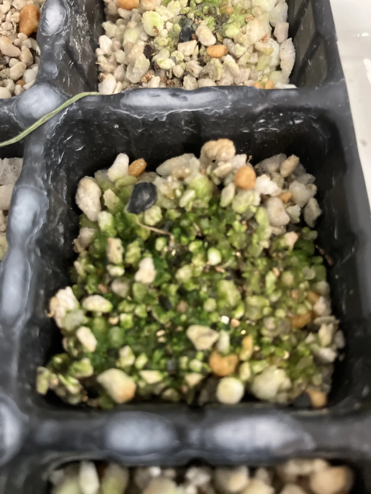 Hesperocallis undulata (ヘスペロカリス アンデュラータ)