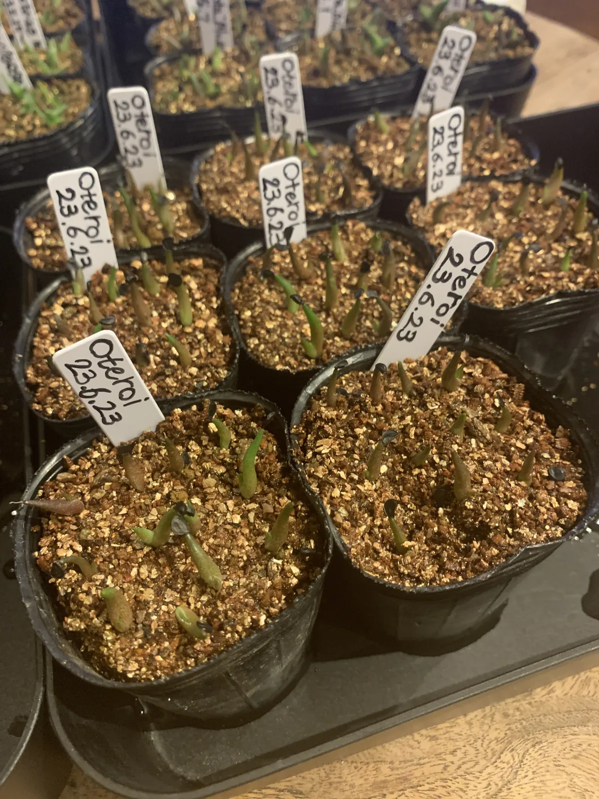 Agave oteroi (アガベ オテロイ)