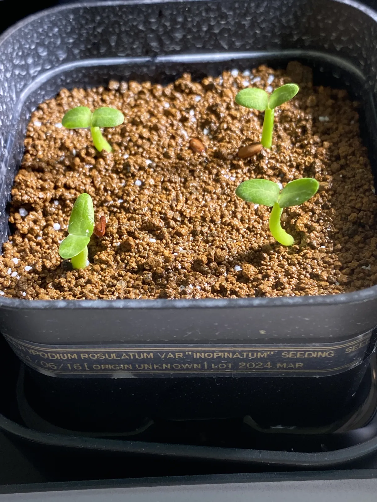 Pachypodium rosulatum var. inopinatum (パキポディウム イノピナツム)