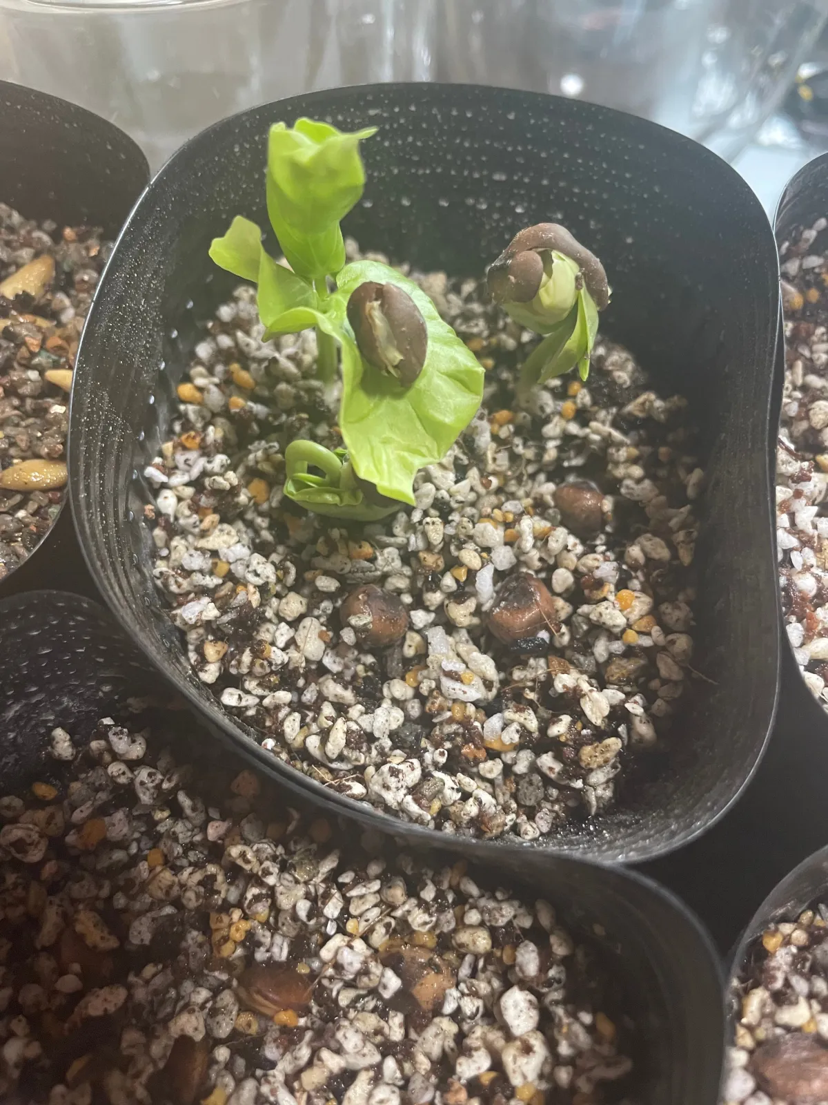 Pseudobombax ellipticum 'Alba' (セウドボンバックス エリプティカム アルバム)