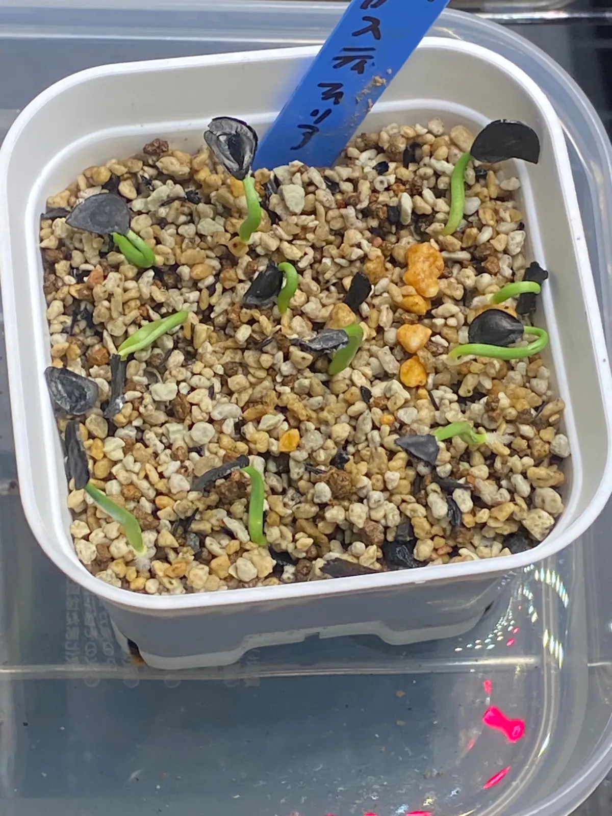 Agave angustifolia Marginata (アガベ アンガスティフォリア バリエガータ)