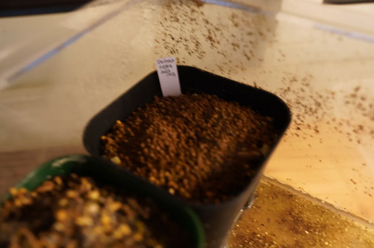 Dracaena draco subsp. draco (ドラセナ ドラコ)