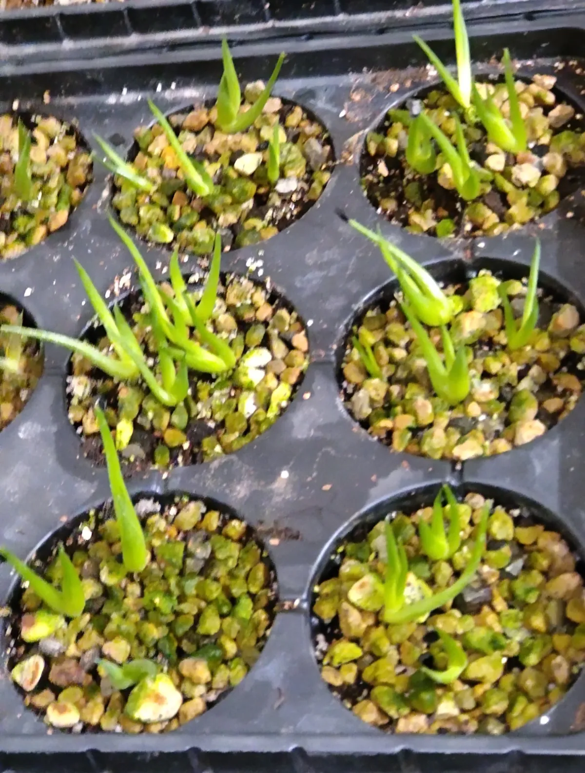 Agave striata subsp. striata Blue Dwarf (アガベ ストリアータ ブルードワーフ)