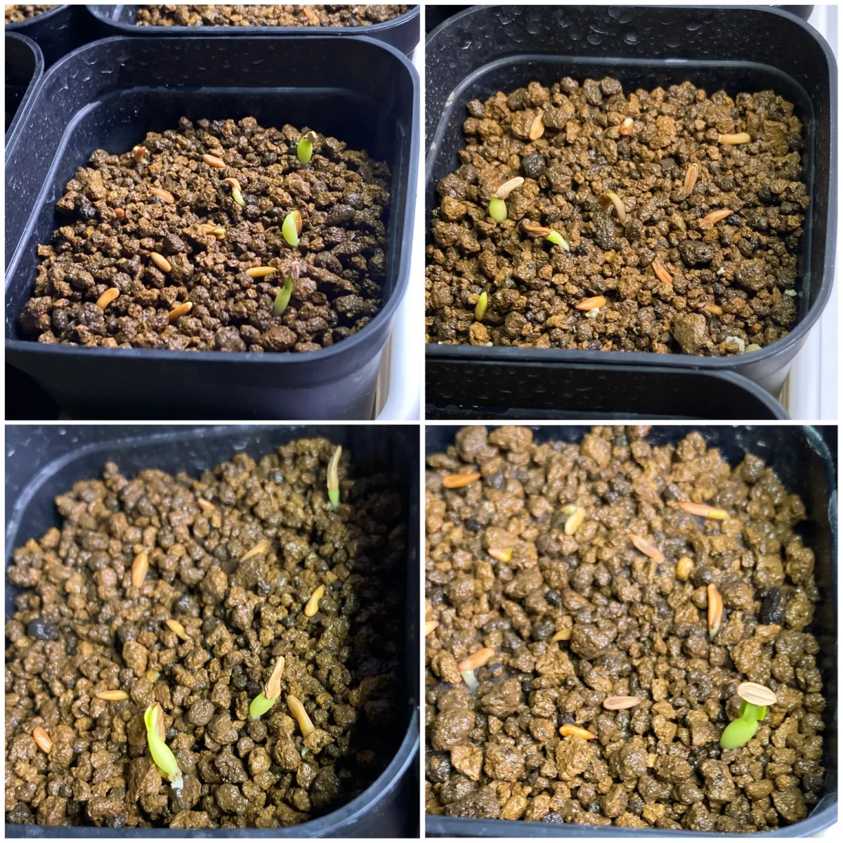 Pachypodium rosulatum (パキポディウム ロスラーツム)