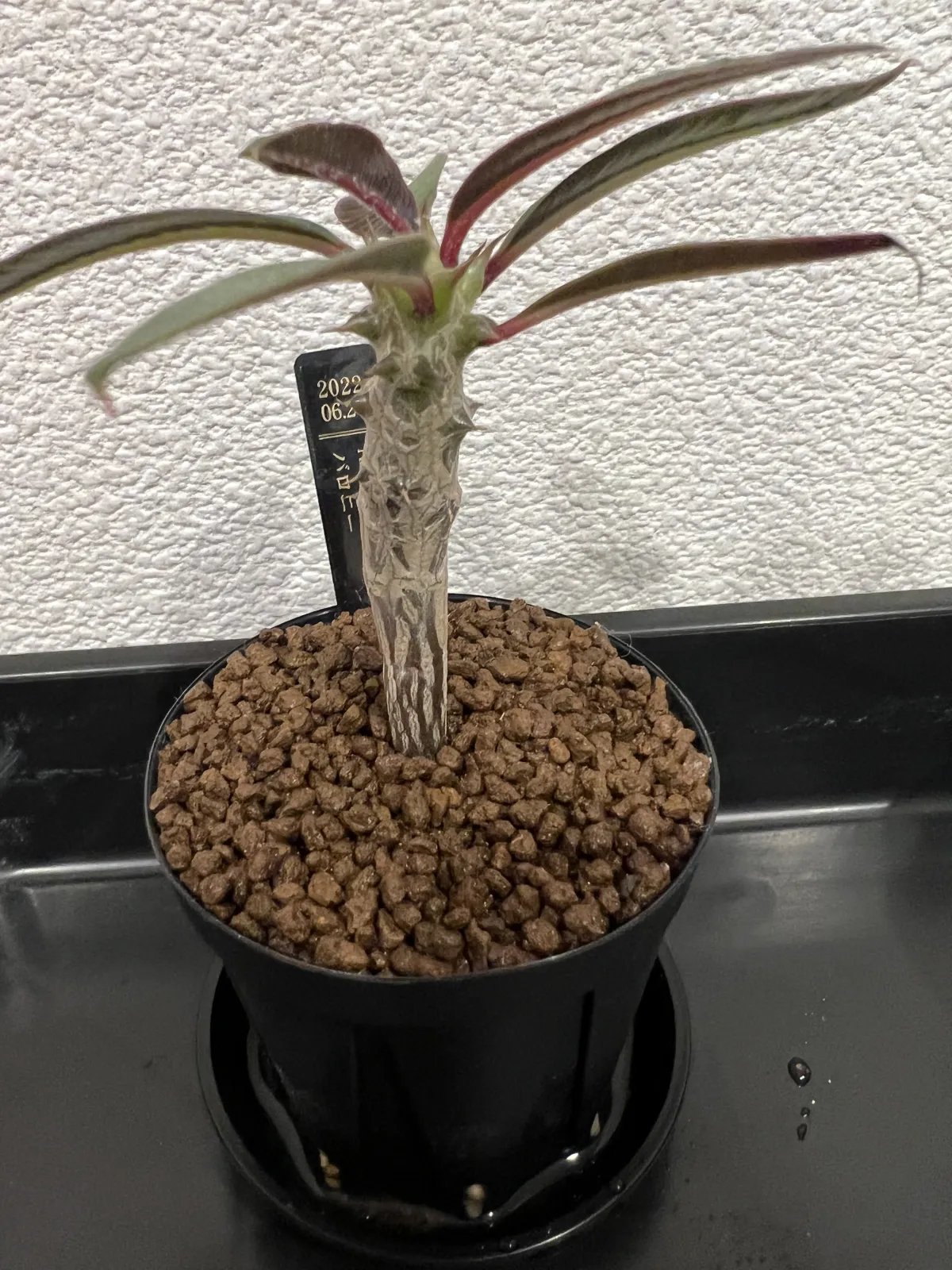 Pachypodium baronii (パキポディウム バロニー)