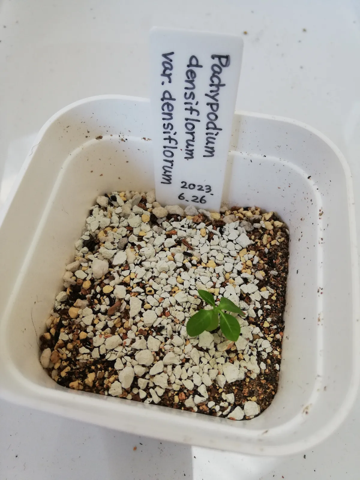 Pachypodium densiflorum var. densiflorum (パキポディウム デンシフローラム)