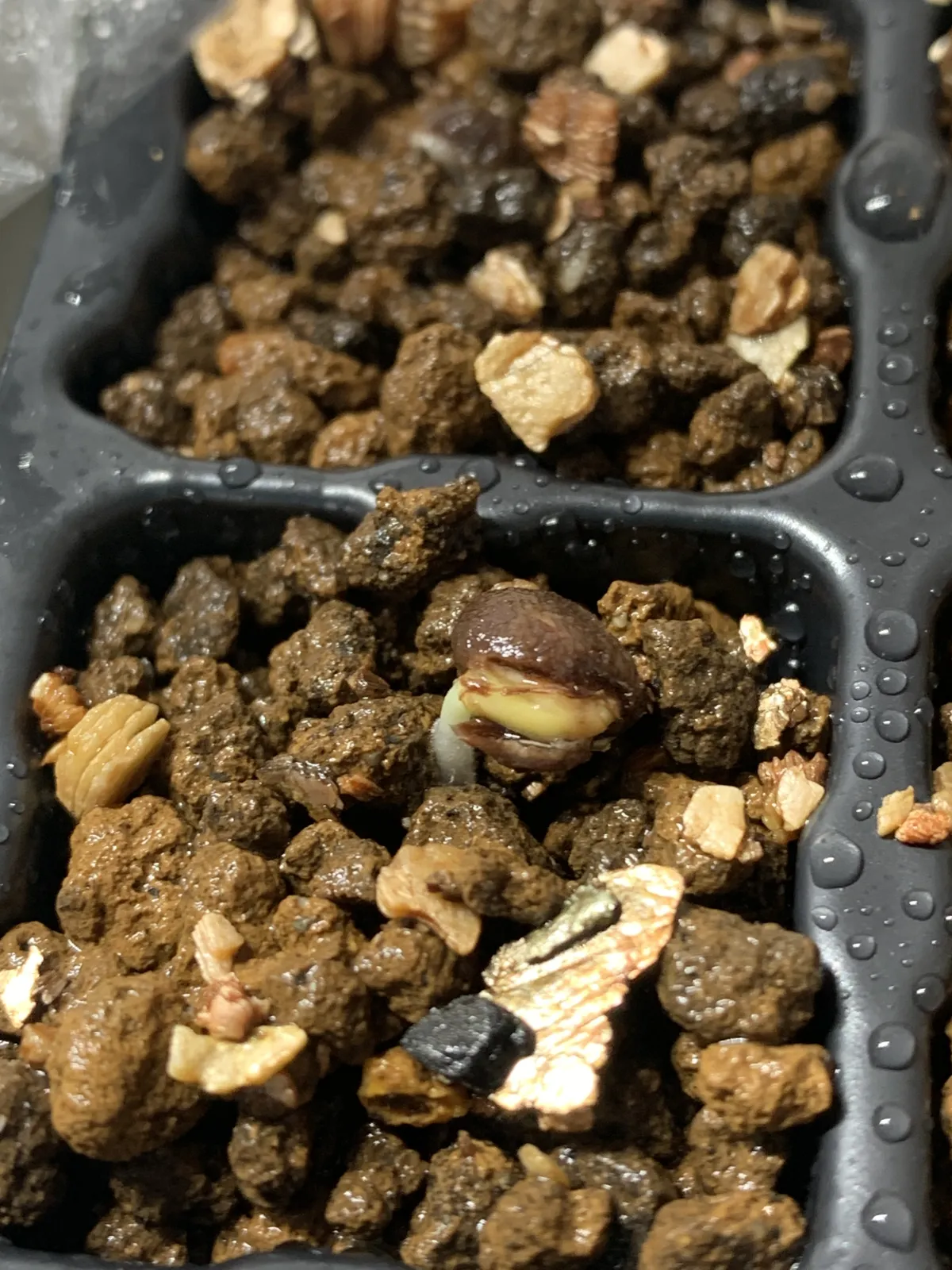 Operculicarya pachypus (オペルクリカリア パキプス)