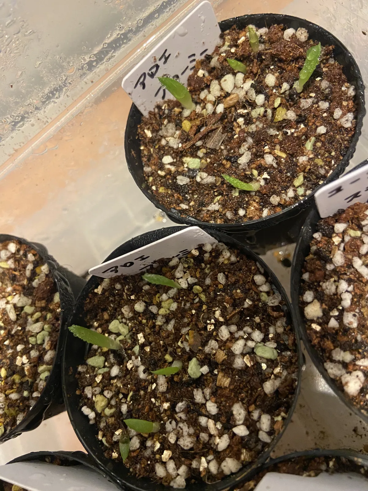 Aloe broomii (アロエ ブルーミー)