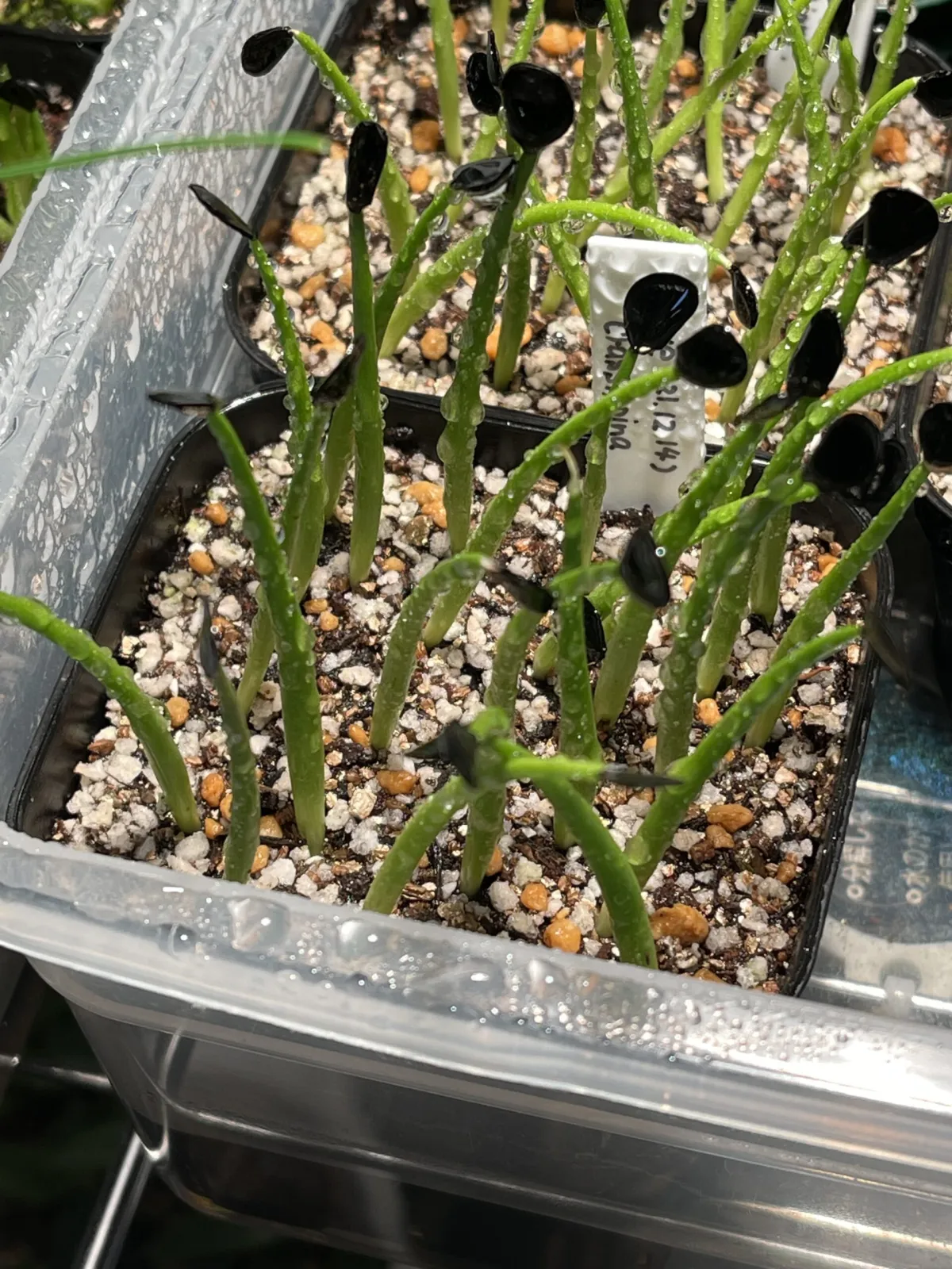 Agave crassispina subsp. crassispina (アガベ サルミアナ クラシスピナ)