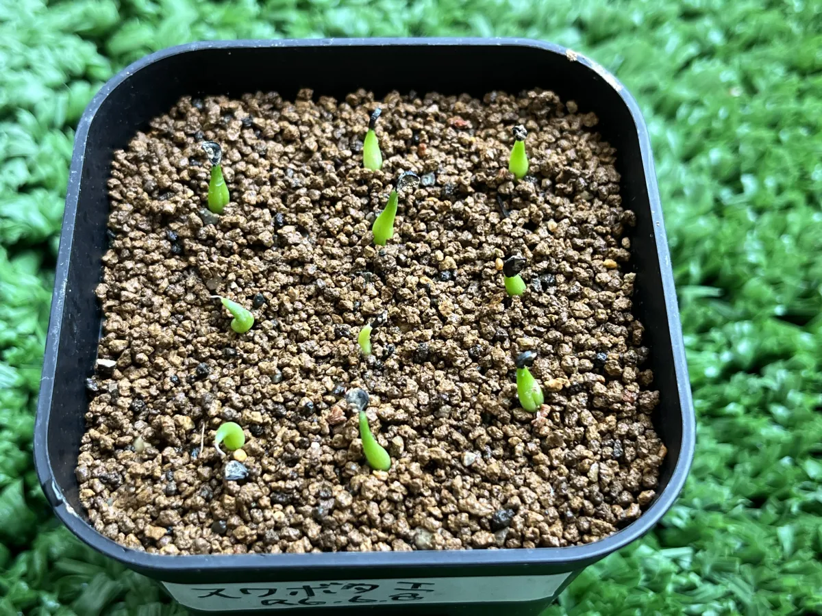 Agave victoriae-reginae ssp. swobodae swobodae (アガベ ビクトリアレジーナ スワボダエ)