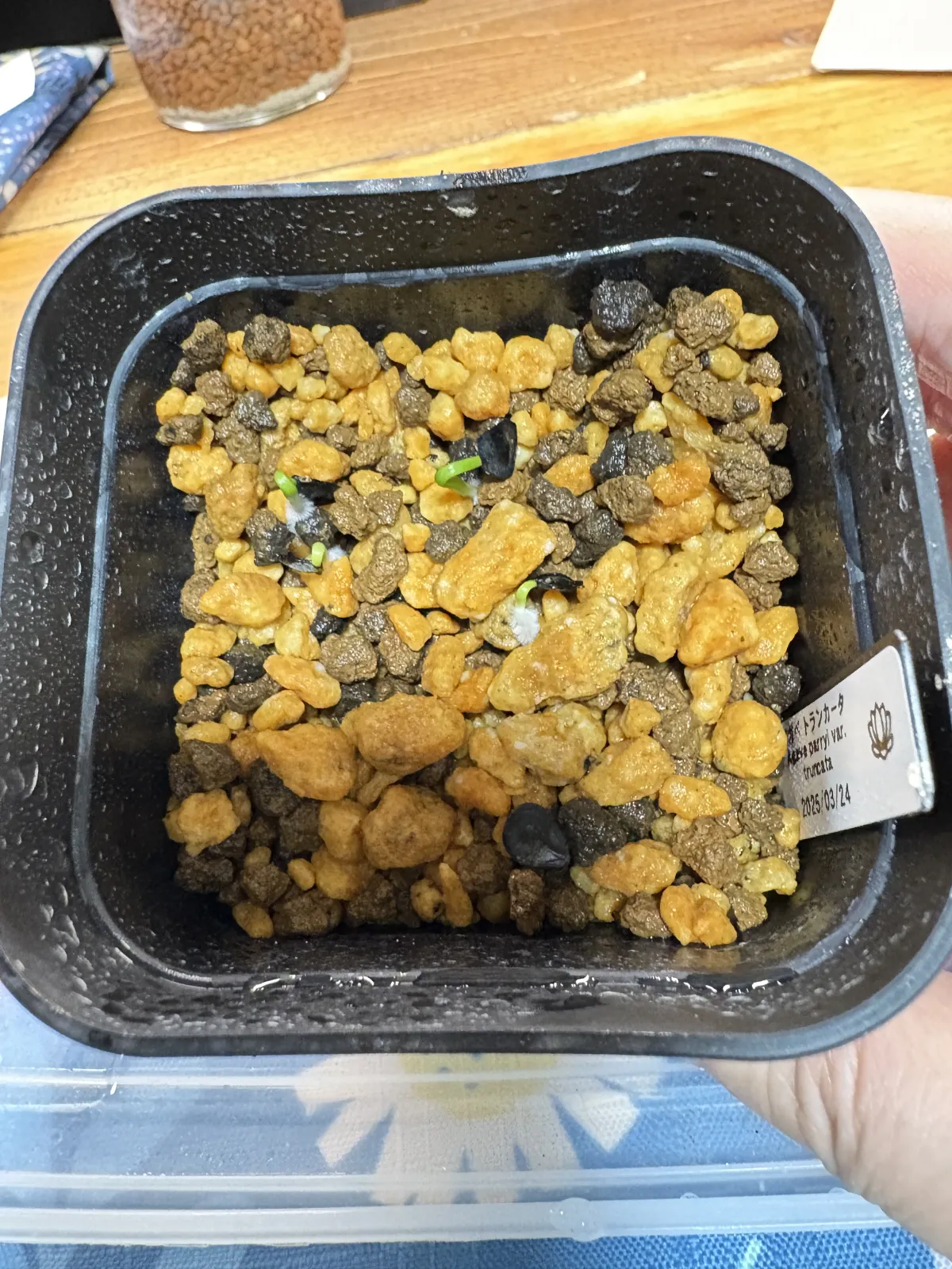 Agave parryi var. truncata (アガベ パリー トランカータ)