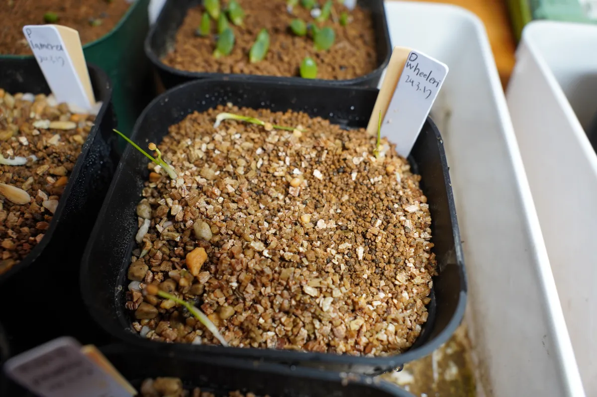 Dasylirion wheeleri (ダシリリオン ウィーレリ)