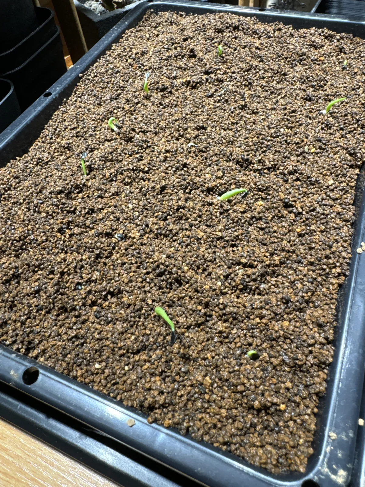 Agave horrida 'Chocolate Thorn' (アガベ ホリダ チョコレートソーン)