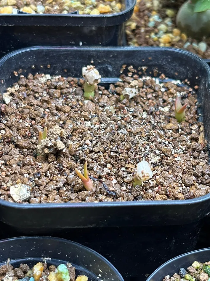 Tephrocactus geometricus (テフロカクタス ゲオメトリクス)