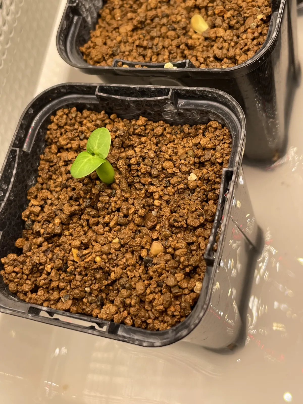 Fockea edulis (フォッケア 火星人)