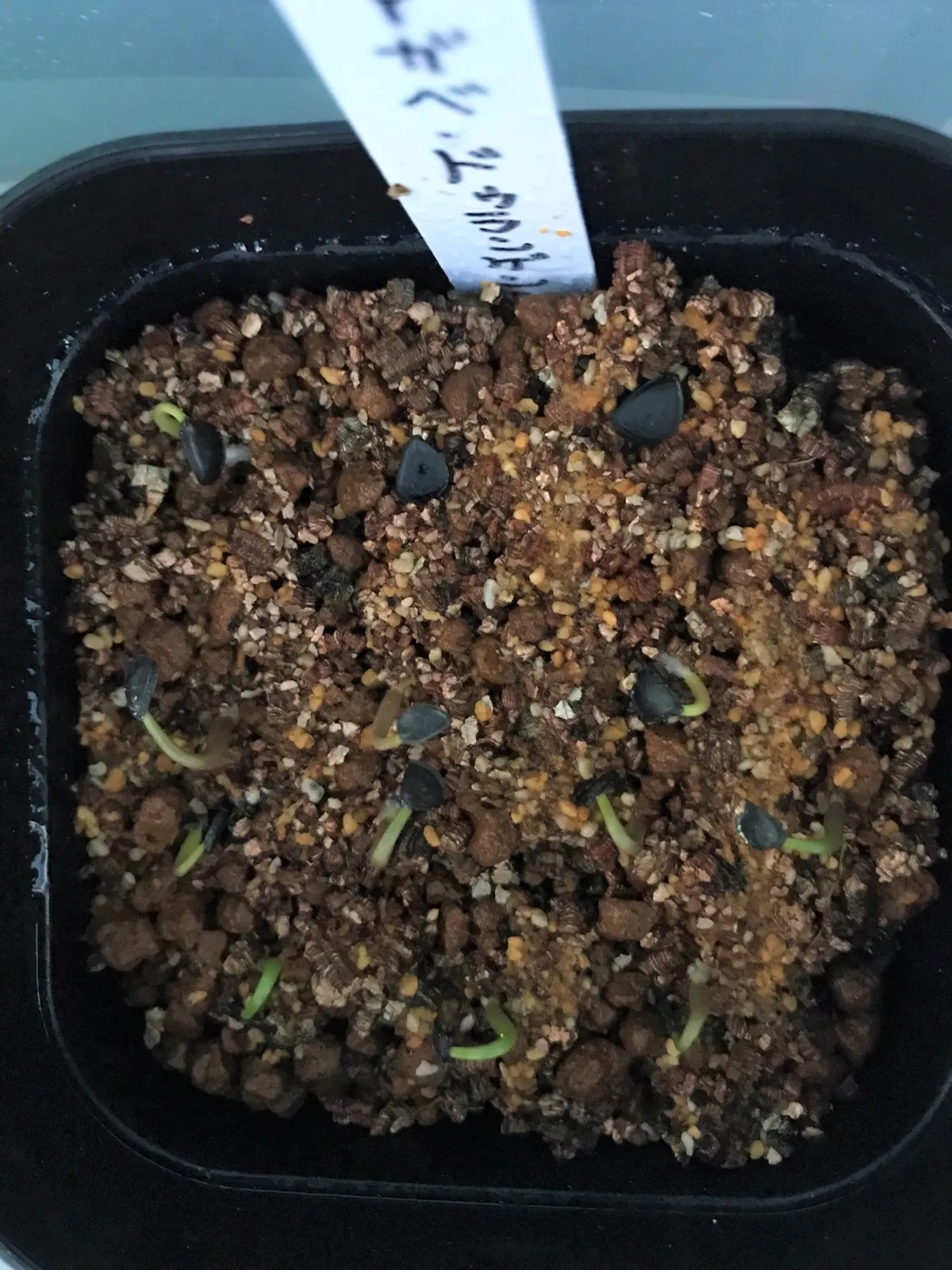 アガベ デュランゲンシス(モニター用)