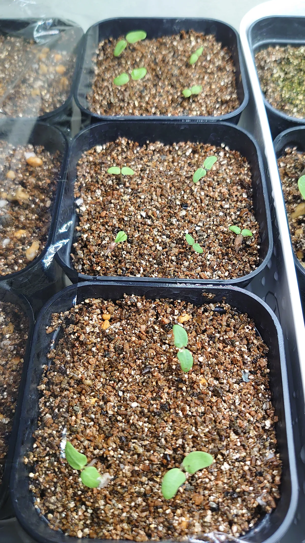 Pachycormus discolor (パキコルムス ディスカラー)