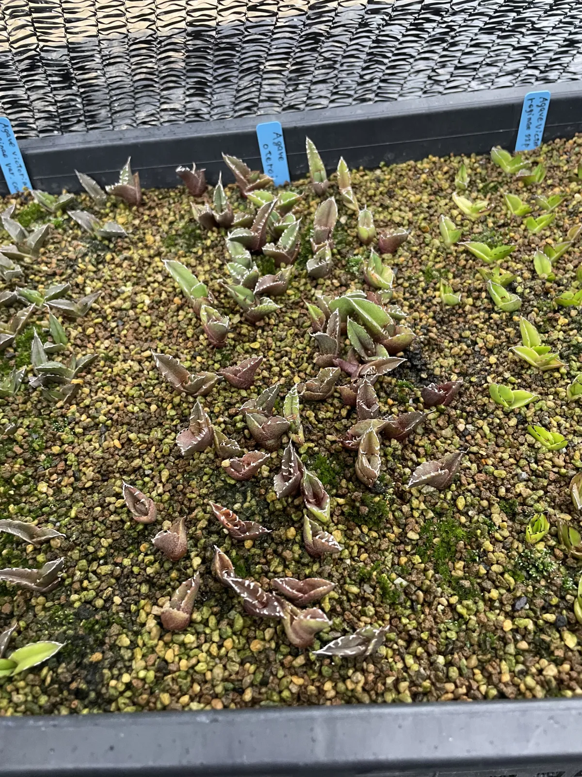 Agave oteroi (アガベ オテロイ)