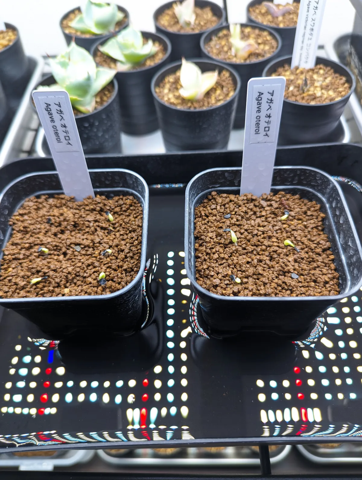 Agave oteroi (アガベ オテロイ)