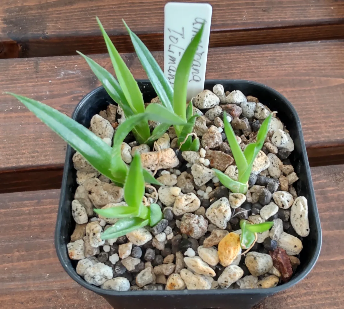 Agave americana (アガベ トリマンブルー)