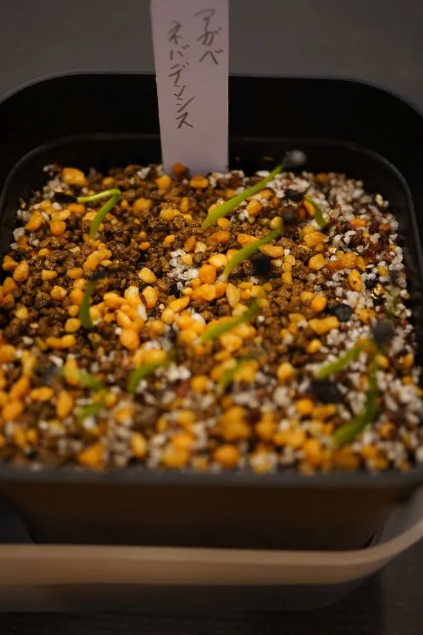 Agave utahensis var. nevadensis (アガベ ユタエンシス ネヴァデンシス)