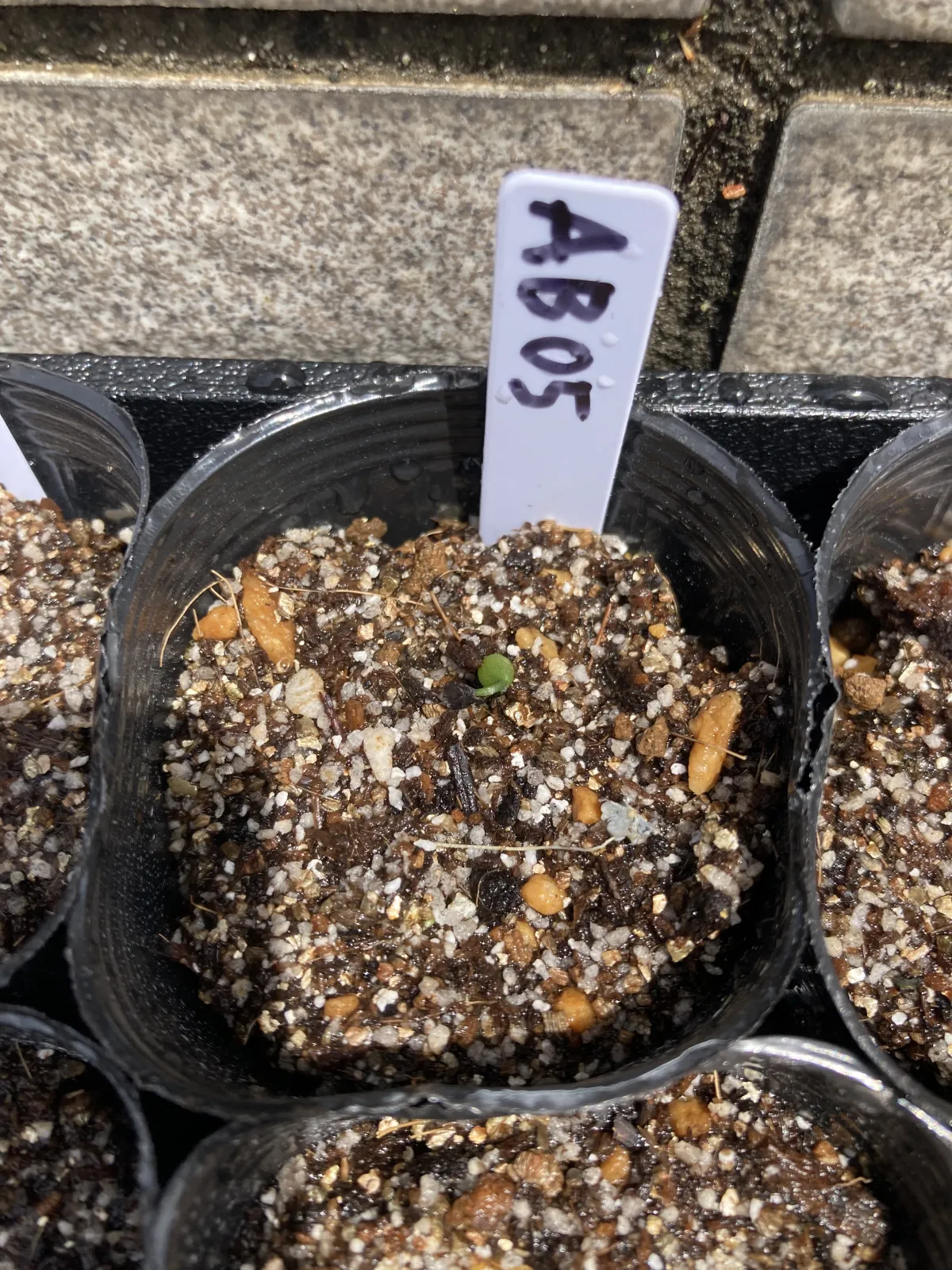 Albuca bracteata (アルブカ ブラクテアータ)