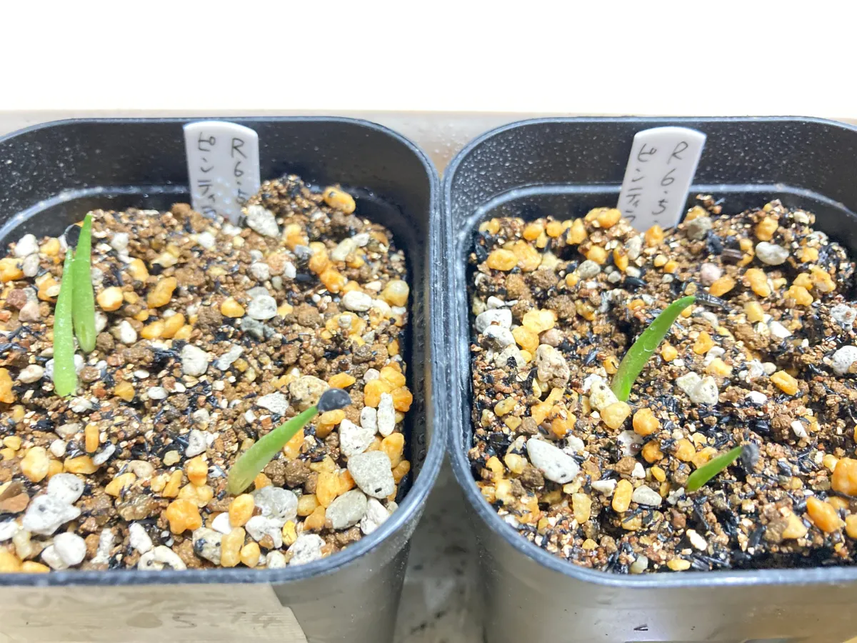 Agave pintilla (アガベ ピンティラ)