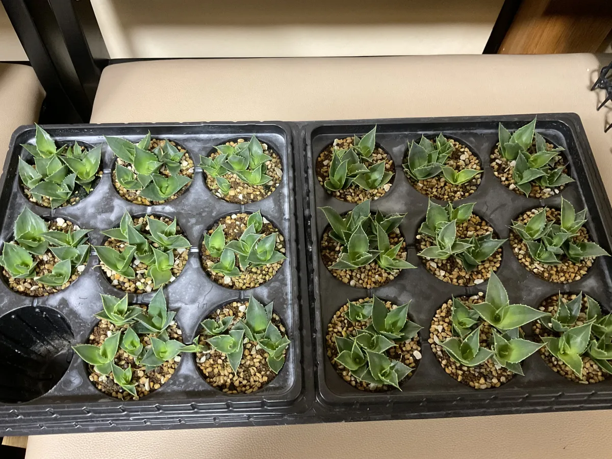 Agave utahensis var. eborispina (アガベ エボリスピナ)