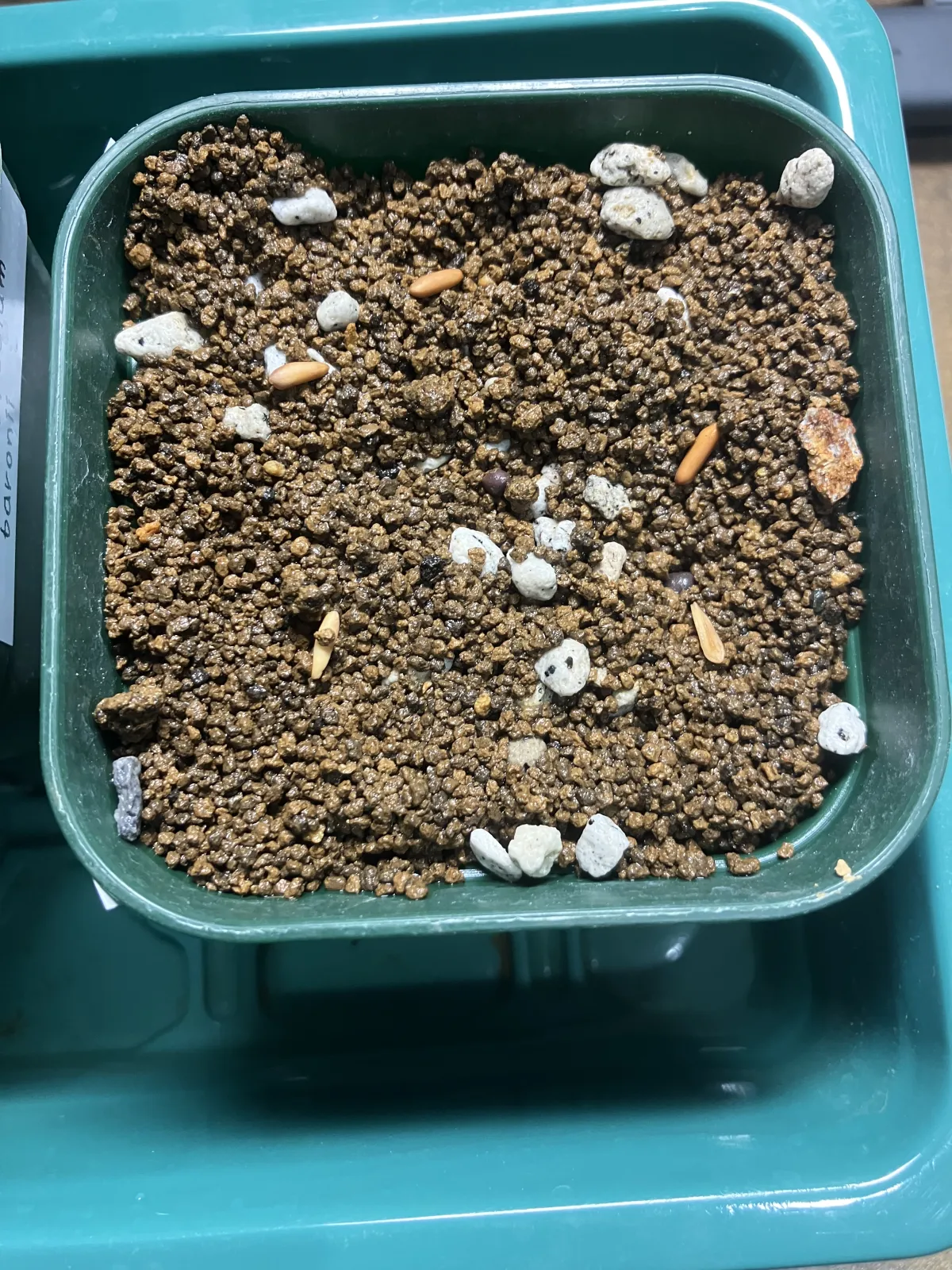 [無料種子] 発芽難 パキポディウム グラキリス　 Pachypodium rosulatum var. gracilius