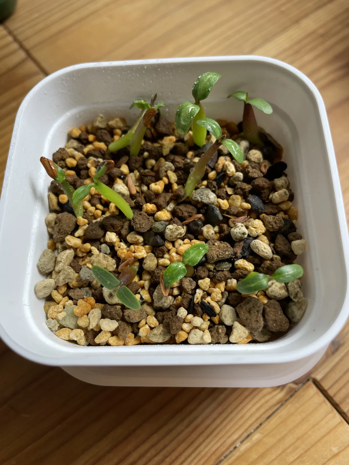 Pachypodium rosulatum (パキポディウム ロスラーツム)