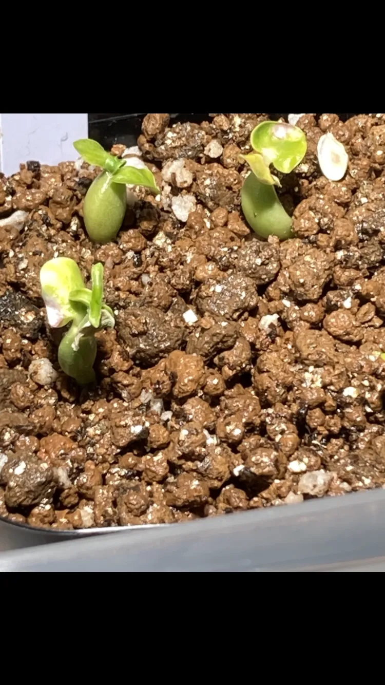 Fockea edulis (フォッケア 火星人)