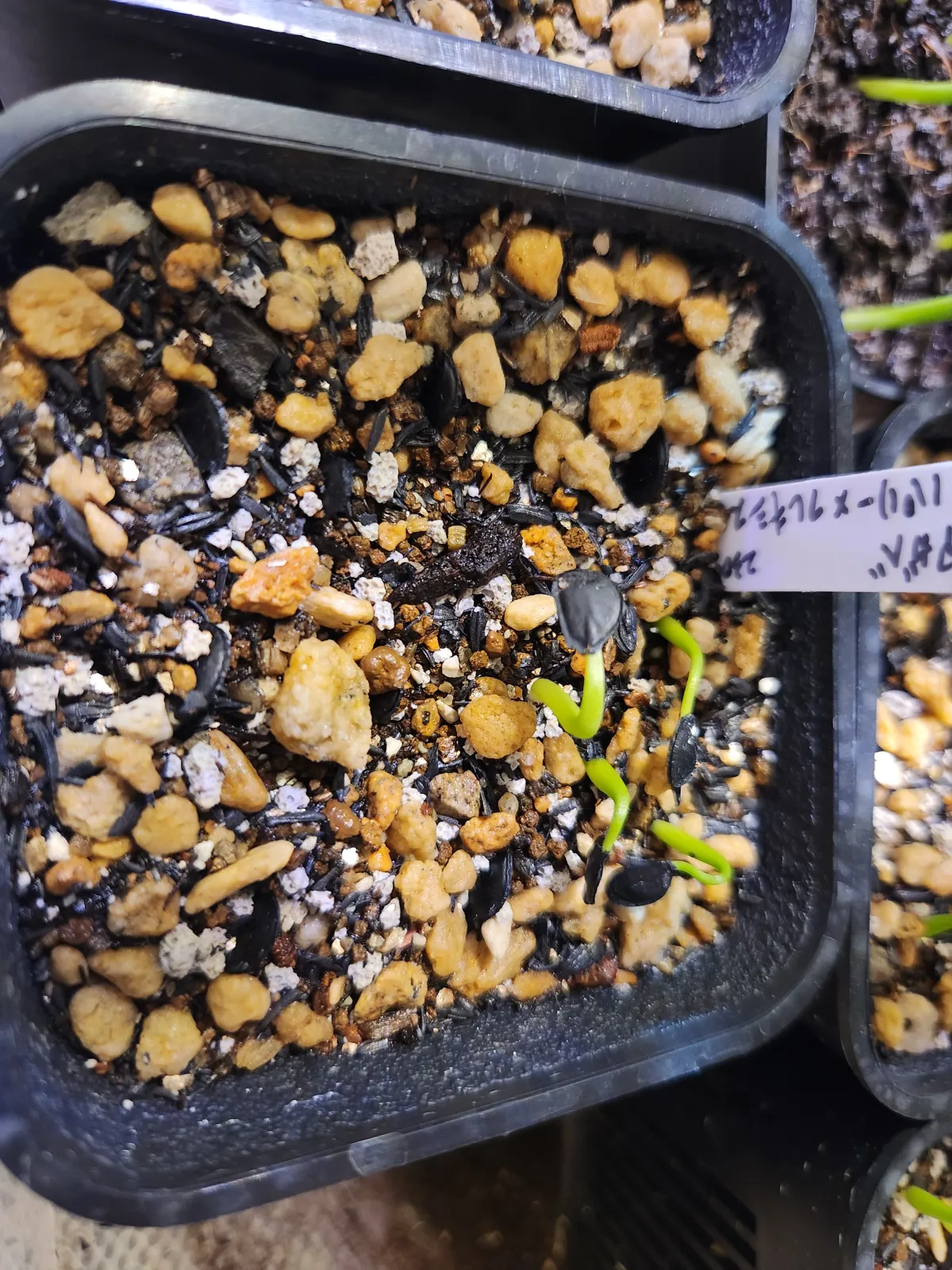 Agave parryi x flexispina (アガベ パリー x フレキシスピナ)