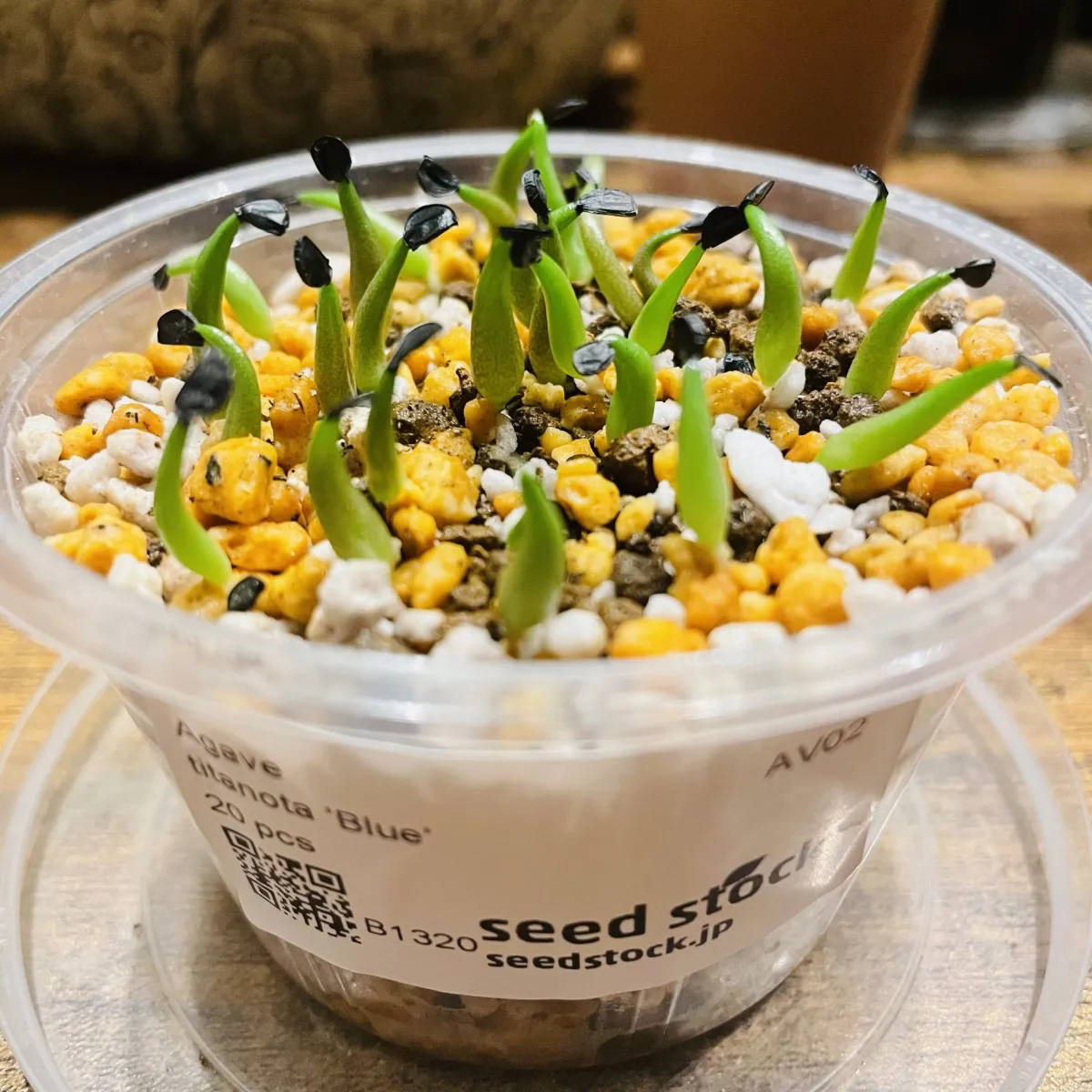 Agave titanota 'Blue' (アガベ チタノタブルー)